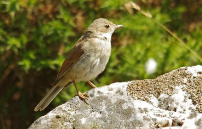 Whitethroat