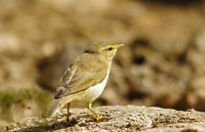 Willow Warbler- Phylloscopus trochilus