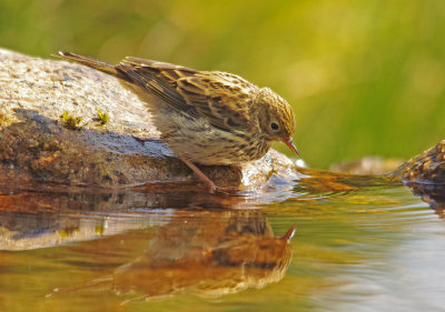 Meadow pipits - Anthus pratensis