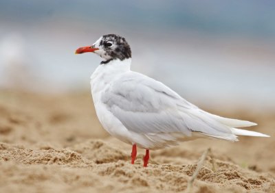 Mediterranean Gull - Larus melanocephalus