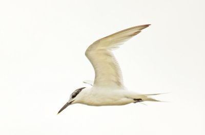 Sandwhich Tern - Sterna sandvicensis