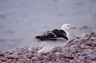 Great Black Backed Gull -  Larus marinus