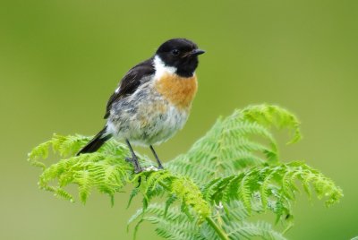 Saxicola rubicola hibernans