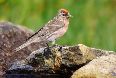 Redpoll - Carduelus cabaret