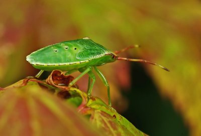 Common Green Shieldbug - Palomena prasina 