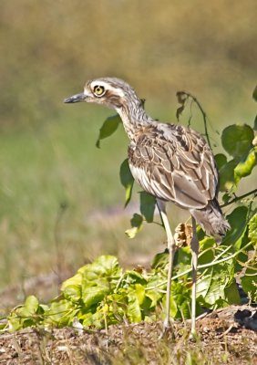 Burhinus grallarius