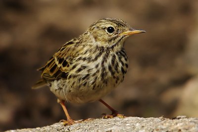 Meadow pipits - Anthus pratensis