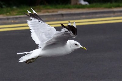 Common Gull - Larus canus