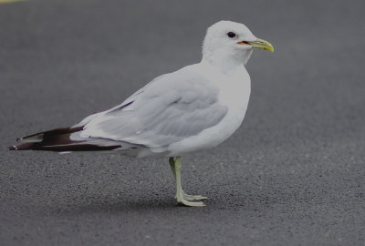 Common Gull - Larus canus