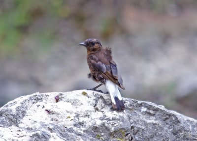 Black Wheatear