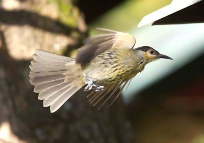 Macleay's Honeyeater, Xanthotis macleayanus