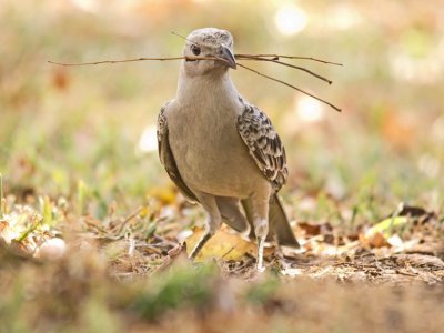Great Bowerbird -Chlamydera nuchalis 