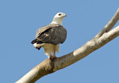 White-bellied Fish Eagle -  Haliaeetus leucogaster