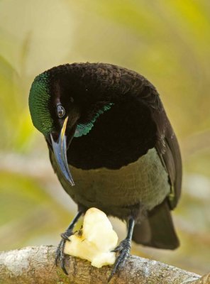 Victoria's Riflebird - Ptiloris victoriae 