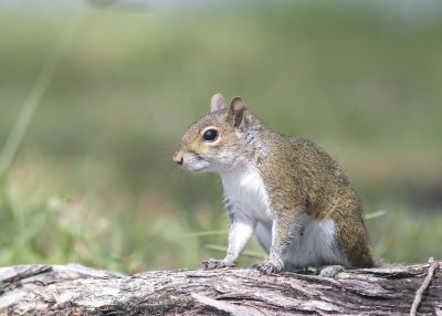 Grey Squirrel - Sciurus carolinensis