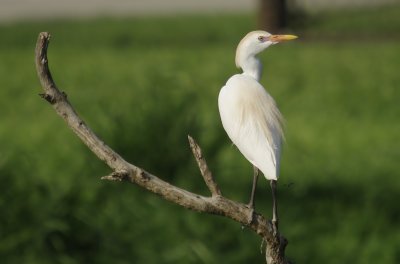Cattle Egret -  Bulbulcus ibis