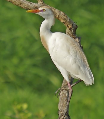 Cattle Egret -  Bulbulcus ibis