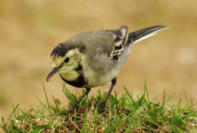 White Wagtail - Motacilla alba