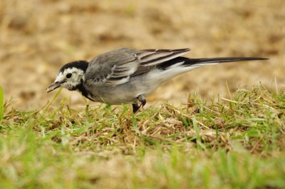 Pied/Wite Wagtail - Motacilla alba yarellii