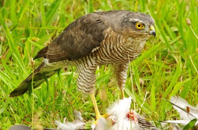 Sparrowhawk - Acipiter nisus