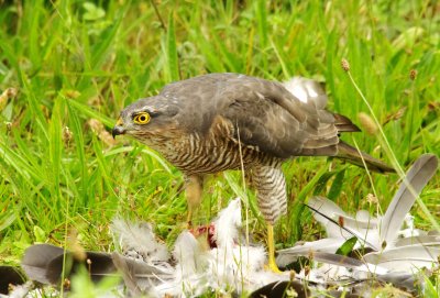 Sparrowhawk - Acipiter nisus
