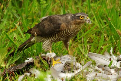 Sparrowhawk - Acipiter nisus