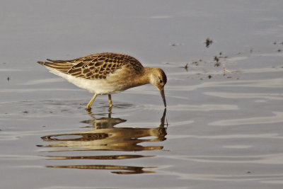 Ruff - Philomachus pugnax