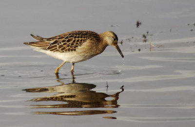 Ruff - Philomachus pugnax