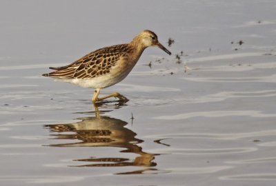 Ruff - Philomachus pugnax