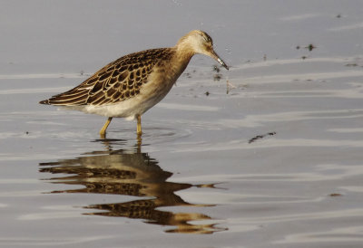 Ruff - Philomachus pugnax