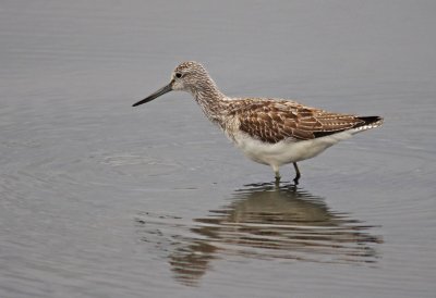 Greenshank - Tringa nebularia