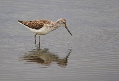 Greenshank - Tringa nebularia