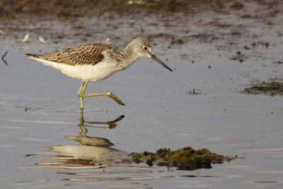 Greenshank - Tringa nebularia