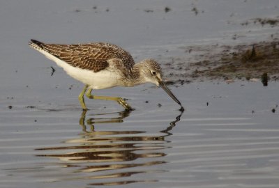 Greenshank - Tringa nebularia