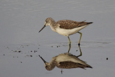 Greenshank - Tringa nebularia