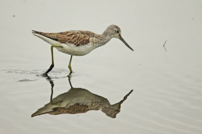 Greenshank - Tringa nebularia