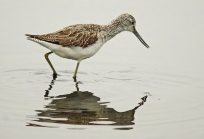 Greenshank - Tringa nebularia