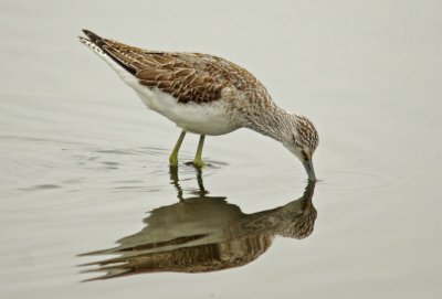 Greenshank - Tringa nebularia