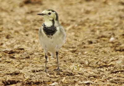 Pied Wagtail - Motacilla alba 