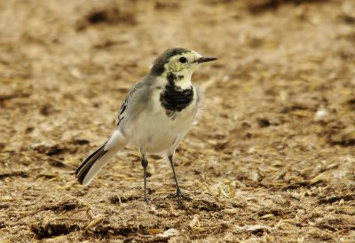 Pied Wagtail - Motacilla alba yarelii