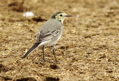 Pied Wagtail - Motacilla alba