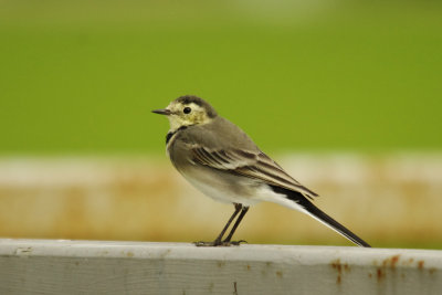 Pied Wagtail - Motacilla alba yarelii