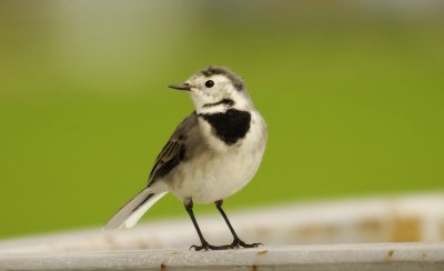 Pied Wagtail - Motacilla alba yarelii