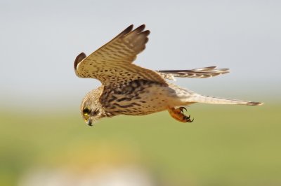 Kestrel - Falco tinnunculus