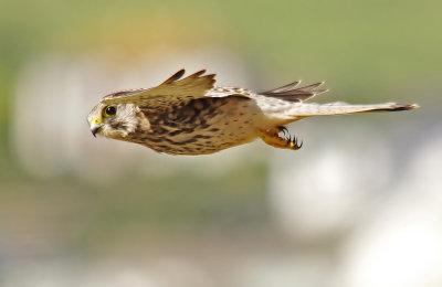 Kestrel - Falco tinnunculus