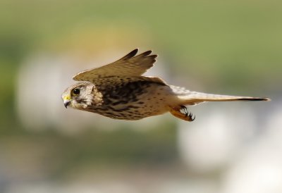 Kestrel - Falco tinnunculus