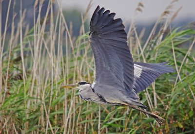 Grey Heron - Ardea cinerea