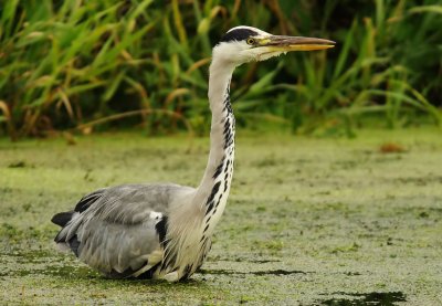 Grey Heron - Ardea cinerea