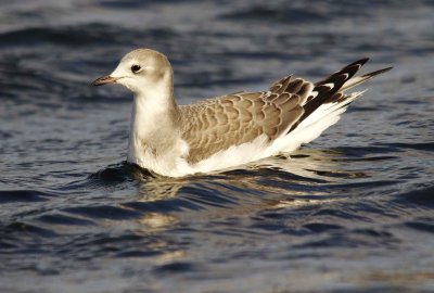 Sabines Gull - Larus sabina
