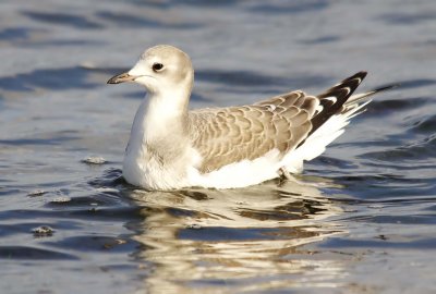 Sabines Gull - Larus sabina